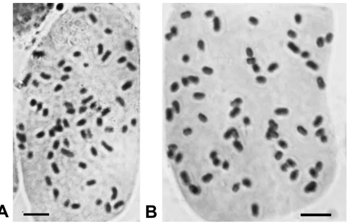 Figure 6. Chromosome number of the two species of Cirsium subsect. Nipponocirsium Kitam