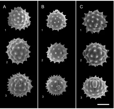 Figure 7. Comparison of the pollen morphology of the three species of Cirsium sect. Onotrophe in Tai-wan