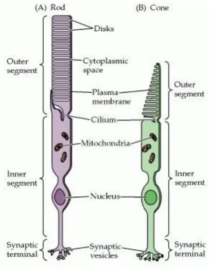 Figure 1.2 Structural differences between rods and cones. Although generally similar in structure, rods (A) and cones (B) differ in their size and shape, as well as in the arrangement of the membranous disks in their outer segments (From Purves et al., 201