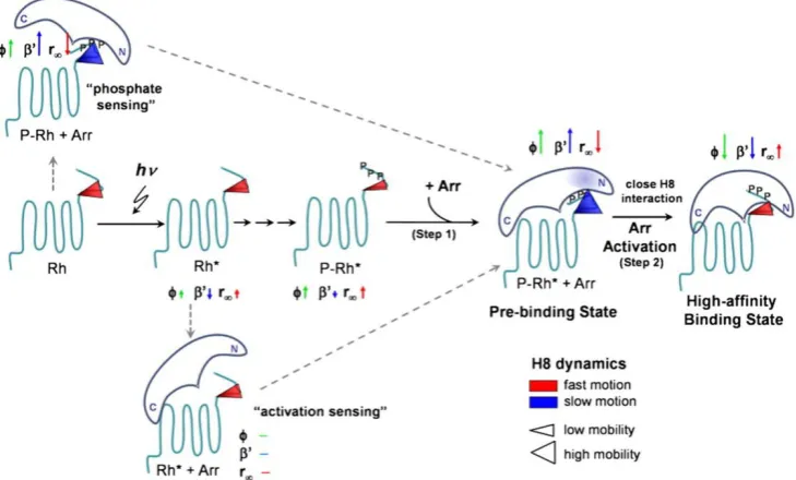Figure 1.3 Model for the activation of arrestin (Arr). After phosphorylation of Rh* (e.g