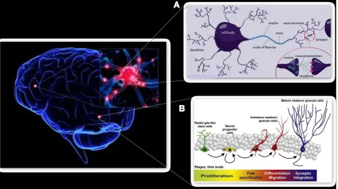 Figure 1.  Structural elements of brain plasticity. A, Synaptogenesis: Formation of synapses between two neurons