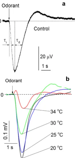Figure 1.  Electroolfactogram. a. Representative EOG trace from dissected rat olfactory epithelium