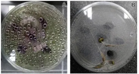 Figure 5.  Comparison of cell wall of maize stem (Zea mays). A. Micro-g exposition. B