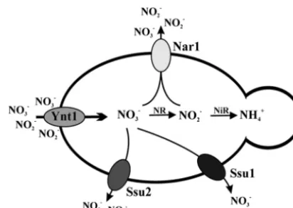 FIG 9 Nitrate and nitrite efﬂux systems innitrate transporter (Ynt1) is involved in nitrate and nitrite inﬂux