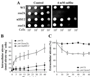 FIG 1 Ssu1 and Ssu2 are involved in sulﬁte sensitivity and nitrate efﬂux. (A) Deletion of thein nitrogen-free medium buffered at pH 5.5 for 60 min