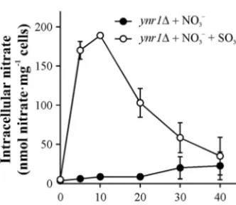FIG 2 Ssu2 is involved nitrate efﬂux in oocytes from17°C. (A) Ssu2-YFP is localized in injected oocytes at the cell surface