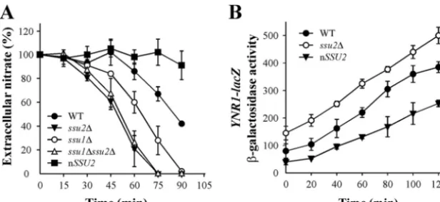 FIG 4 SSU2for 90 min. Assays were triggered with 0.5 mM nitrate. DataYNR1-lacZmM nitrate was determined as deletion raises nitrate uptake and nitrate induction