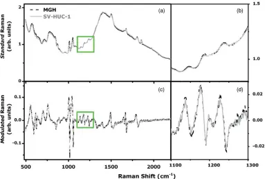 Fig. 2 (a) Mean standard Raman spectrum of ﬁxed urothelial (SV-HUC-1) and bladder cancer cells (MGH) not exposed to urine (control)