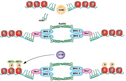 Figure 7. Model demonstrating the possible mode of action of hSSB1. Our data suggests hSSB1 functions at the ‘top’ of the DNA DSB responsepathway in mammalian cells