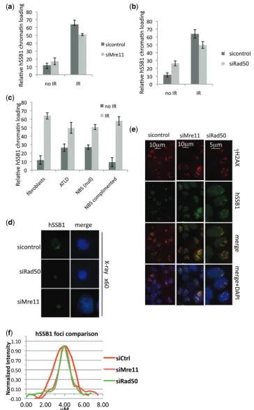 Figure 4. Depletion of components of the MRN complex does not affect hSSB1 chromatin loading or foci formation