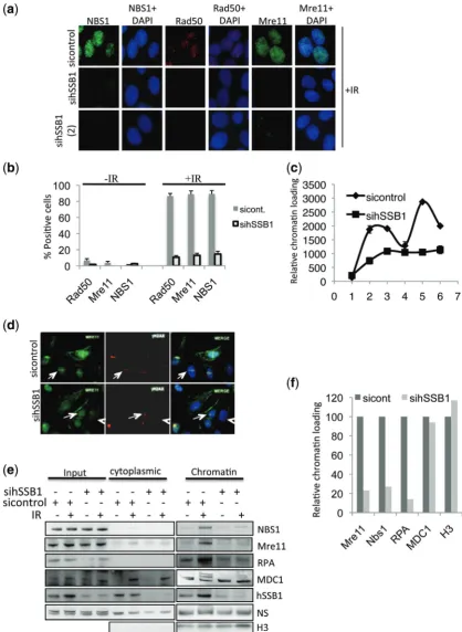 Figure 6. hSSB1 is required for MRN foci formation at DSBs. (Mre11, NBS1, RPA and post-translational modiﬁcation of MDC1 is impaired in hSSB1-depleted U2OS cells