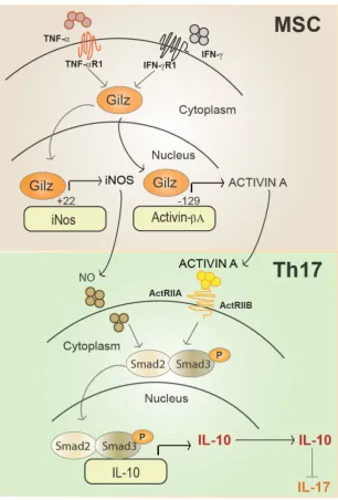 Figure 6. Representative scheme of Gilz nuclear translocation upon MSC activation. In the nucleus, Gilz binds to the binding sites in the promoter of the at the surface of T cells