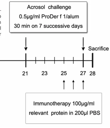 Figure 2. Schematic for the immunotherapy. Mice were intraperi-toneally sensitized at day 0, 7, 14, respectively