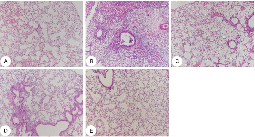 Figure 7. The effect of DCP-IhC-ProDer f 1 treatment on lung pathology (HE staining ×100)