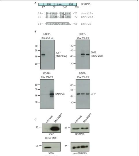 Figure 1 Characterization of 3067 and 3068 antibodies. A) The top schematic (in blue) shows the domain structure of SNAP25; SN1 and SN2denote the respective SNARE domains