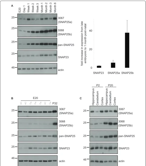 Figure 2 Developmental expression patterns of SNAP25a and SNAP25b in rat brain. A) Left panel, Equal amounts of whole brain lysatesprepared from rats at different developmental stages (supplied by Zyagen Inc.) were resolved by SDS-PAGE and transferred to n