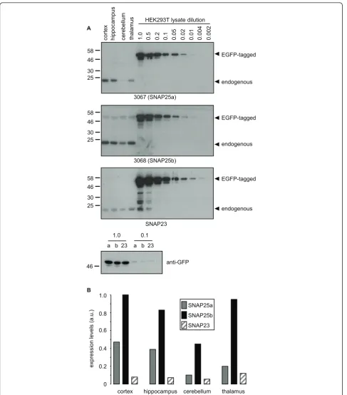 Figure 4 Semi-quantitative comparison of SNAP25 isoform expression levels in human brain