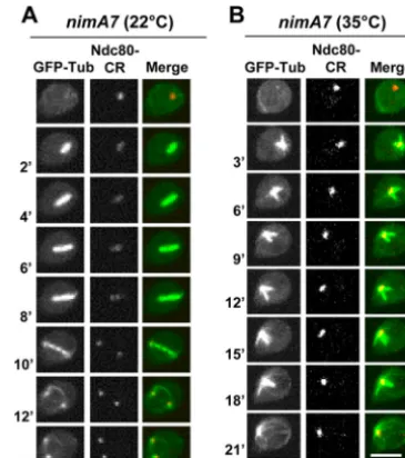 FIG 1 Monopolar spindle formation in cells with partial NIMA function.nimA7MG190) were followed through mitosis at 22°C (A) or at 35°C (B)