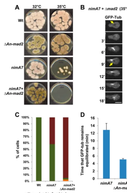 FIG 6 Cells with reduced NIMA function depend on the spindle assembly26), andresulting in daughter nuclei of different sizes