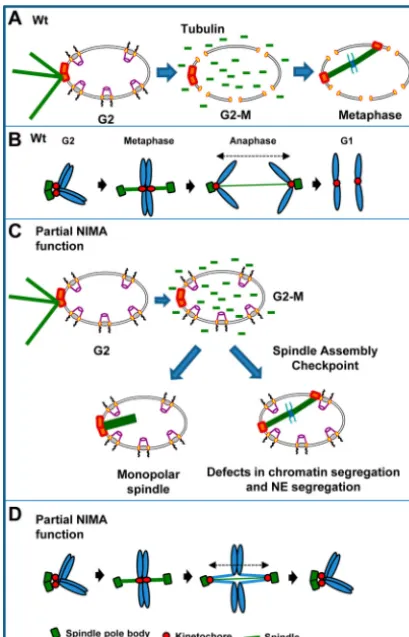 FIG 8 Schematic representation of the mitotic defects seen in cells with partialassembly checkpoint