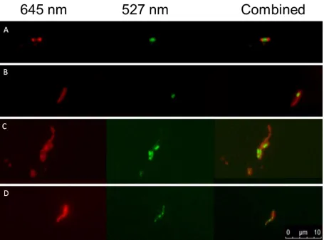 Figure 1 Left to right; Nile red fluorescence of polar lipids at 645 nm, Nile red fluorescence 