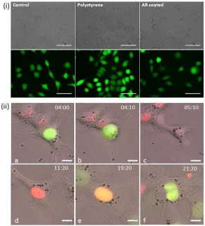 Figure 3: (i) Representative brightﬁeld (top row) and epi-ﬂuorescence images (bottom row)of CHO-K1 cells labelled with calcein AM