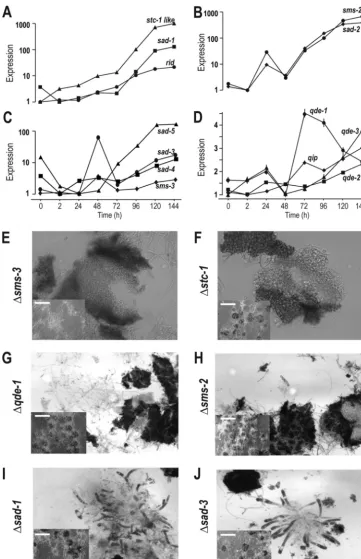 FIG 7 Relative expression levels across sexual development and phenotypes of RNA silencing genes