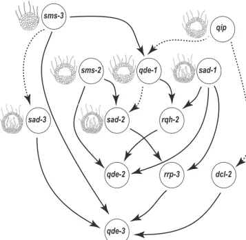 FIG 8 Bayesian network inference for RNA silencing genes. Arrows indicate the dependence direction between two linked nodes (genes)