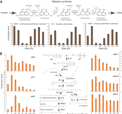 FIG 5 Relative expression across sexual development of genes whose products contribute to pigmentation in N