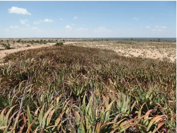 Figure 1. Aloe sanguinalis at Alala Adka showing the largest clump in October 2016.
