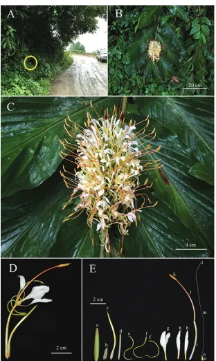 Figure 2. Hedychium ziroense V.Gowda & Ashokan, sp. nov. A Habitat B Habit C Inflorescence D Flower E Floral dissection a Bract b Bracteole c Unopened bud d Calyx e Dorsal corolla lobe f Lateral corolla lobe × 2 g Labellum h Lateral staminode × 2 i Floral 
