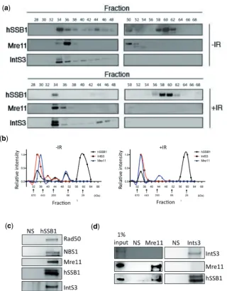 Figure 2. hSSB1 exists in two independent complexes with either MRN or IntS3. (performed using the Image Gauge software (Fuji)