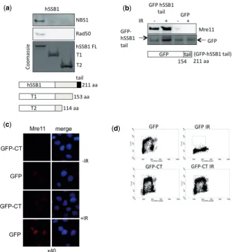 Figure 3. Mapping of region in hSSB1 required to pull-down MRN complex. (a) Pull-down reactions were performed by incubating full-length