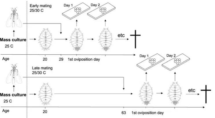 Fig. 1 A schematic representation of experiment 1 manipulatingfrom the mass culture, when males are introduced and when femalesstarted ovipositing and eggs were collectedtemperature and mating age