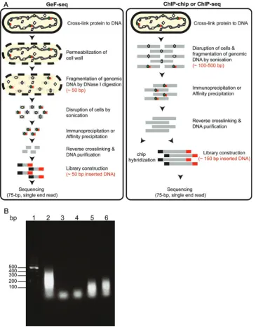 Fig.The GeF-seq method is schematically illustrated innential phase in Luria-Bertani medium at 371A.Tocross-linkprotein–DNAcomplexes,400 ml of OC001 (abrB-2HC) cells grown to the expo-8C weretreated with formaldehyde as previously described.14To hydrolyze the cell wall without osmotic burst, cellswere treated with 5 mg/ml lysozyme in 3 ml of