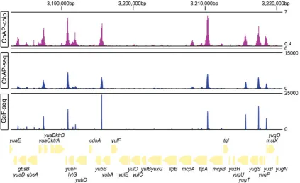 Figure 2. Example of AbrB-binding proﬁles detected by ChAP-chip, ChAP-seq, and GeF-seq on the B