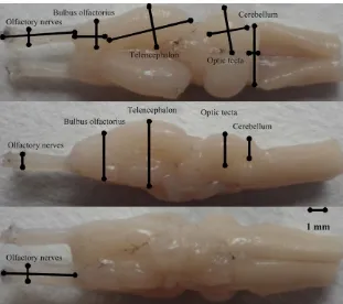 FIGURE 1 Dorsal, ventral, and lateral views of frog brain. Shown are the measures (length, width, and height) that were taken from each of the five brain structures (viz