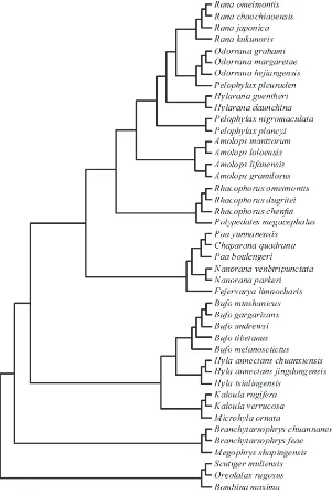 FIGURE 2 The phylogenetic tree of the 
