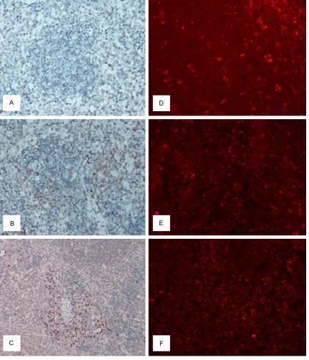 Figure 3. Immunolabeling of TGF-β and PD-L1 in spleen tissues. (A-C) Immunohistochemical labeling of TGF-β using the SABC method in (A) the normal control group and at (B) 6 h and (C) 12 d after zymosan injection