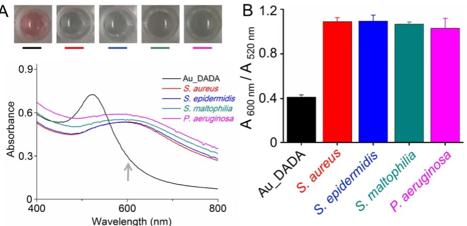 Figure 5. Bacterial detection of ascites samples. (A) Absorption spectra and photos of Au_DADA incubated with bacteria