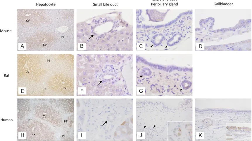 Table 1. Immunohistochemical expression of GST T1-1 and CYP2E1 in epithelial cells of normal hepa-tobiliary tract of mouse, rat and human