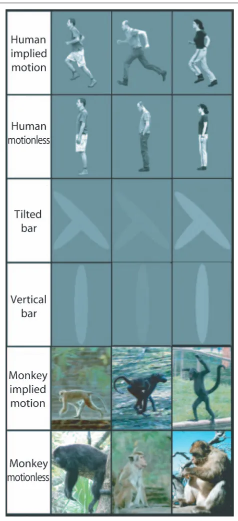 Figure 3. Pictures containing human figures with and withoutimplied motion, tilted and vertical bars, and pictures of monkeyswith and without implied motion used in the fMRI experiment.Human pictures and tilted bars were viewed from both left and right.Three examples of the monkey pictures with and without impliedmotion are illustrated.