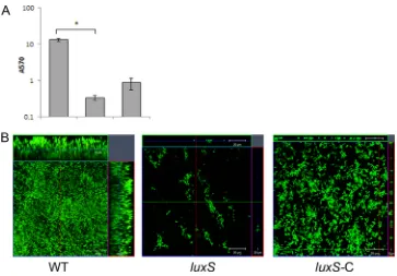 FIG 5 Potential role for quorum sensing in C. difﬁcile bioﬁlm formation. (A) Bioﬁlm formation by WT R20291, putative quorum-sensing gene luxS mutant(luxS), and complemented strains (luxS-C) as measured by CV staining