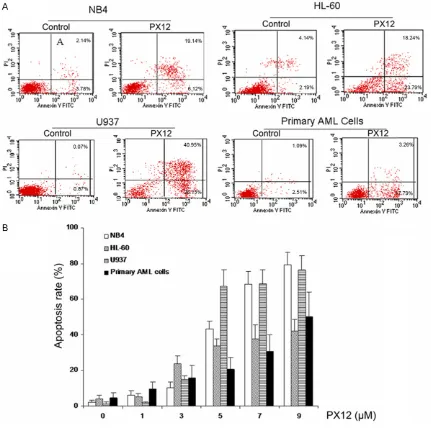 Figure 2. PX-12 induces apoptosis in AML cells. AML cells were treated for 48 h with various concentrations of PX-12