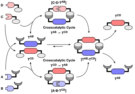 Figure 1 Two templates, TAB and TCD, containing complementary recognition sites (light and dark gray) are formed initially through the bimolecular reactions between A and B (blue) and between C and D (red)