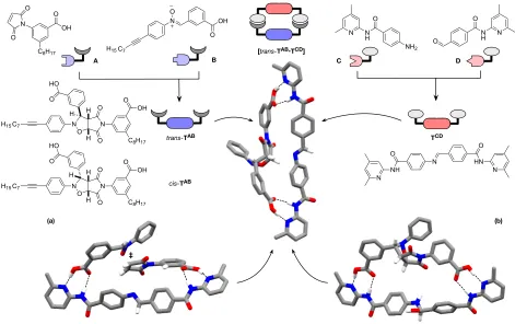 Figure 2 Four building blocks, A, B, C, and D, react in a pairwise manner to give two templates, trans-TAB and TCD, which are equipped with mutually complementary recognition sites (carboxylic acid and 4,6-dimethylamidopyridien) that enable these templates