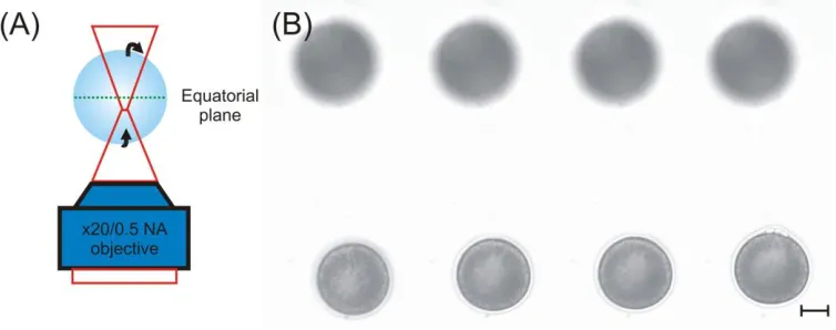 Fig. 6. Single beam optical trap of a P. lamarckii embryo. (A) Schematic layout of the optical trap and arrows indicating direction of rotation