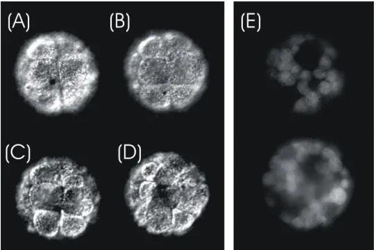 Fig. 5. Image in (A) and (B) shows a bubble created on the blastomeres of an embryo upon irradiation with fs laser (Media 1)