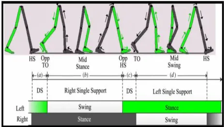 Figure 1.4: Typical gait cycle for healthy knee individuals during walking (Meng, 2012)