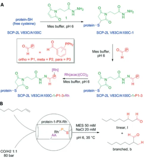Figure 1. A) The use of the apolar tunnel to introduce regioselectivityinto hydroformylation